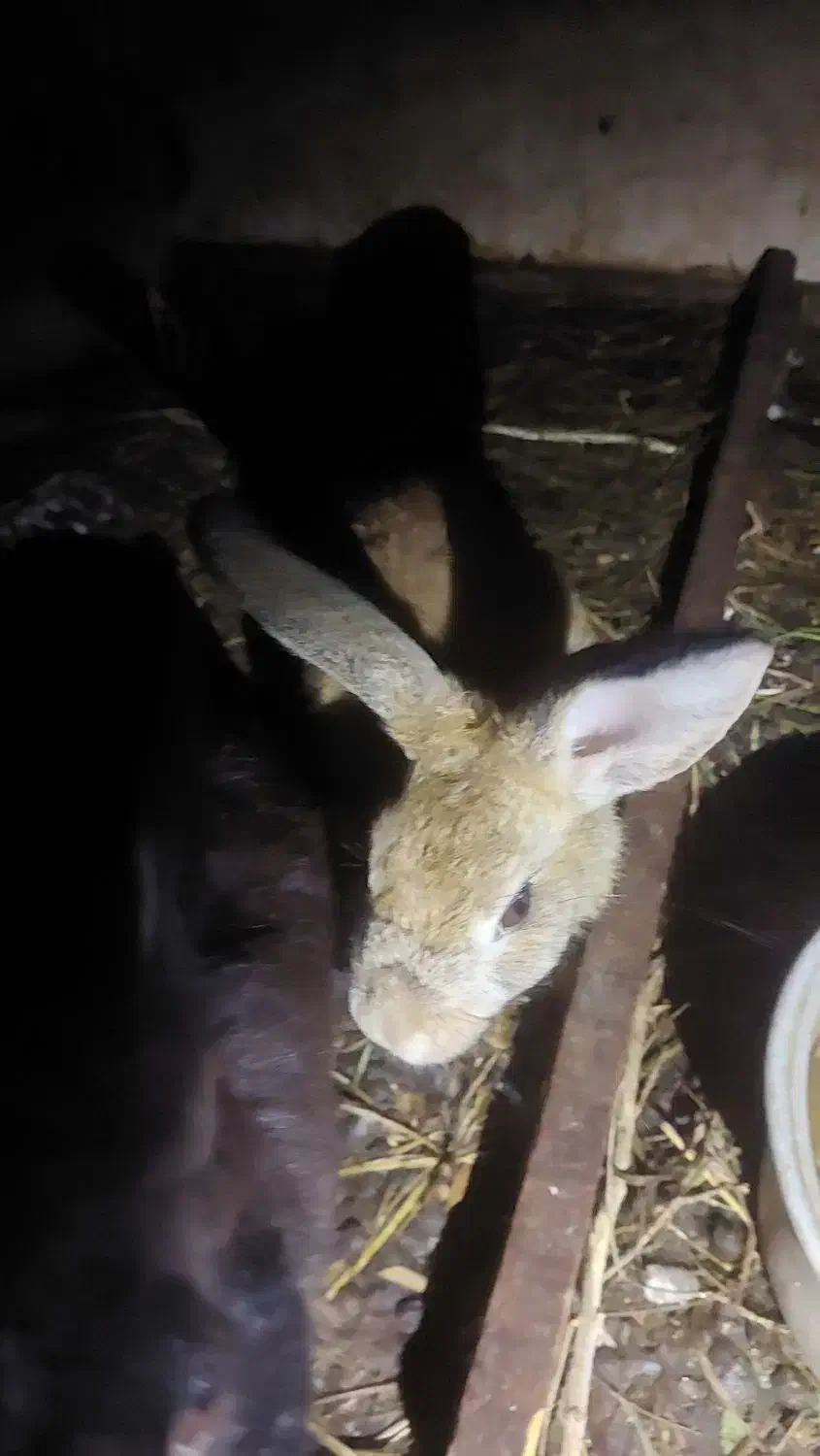 خرگوش بالق|موش و خرگوش|رشت, شهرک صبا|دیوار