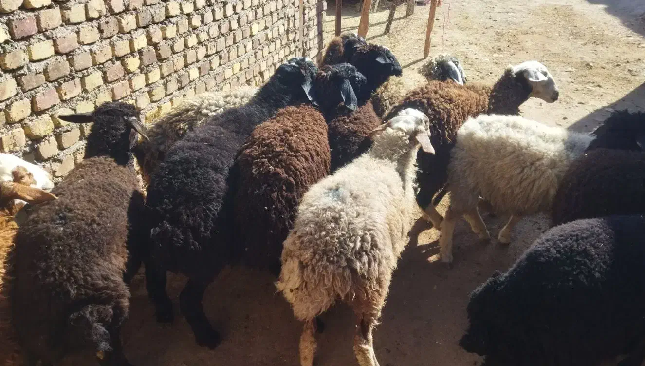 نر  نگهداشت|حیوانات مزرعه|هشتگرد, طاووسیه|دیوار