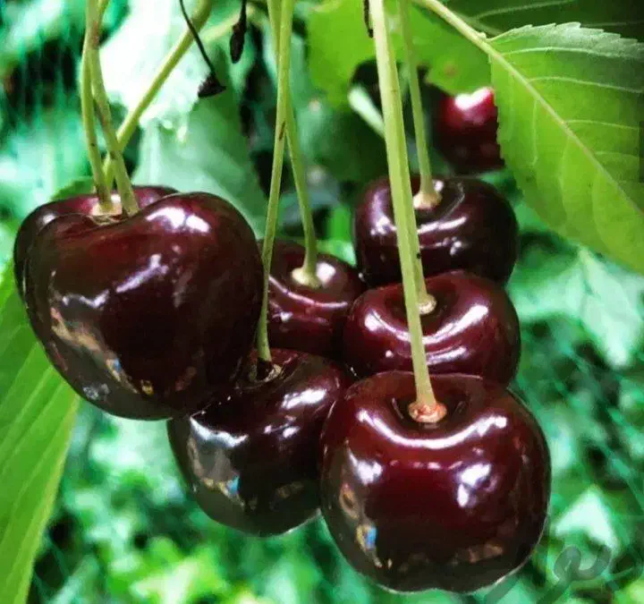 درخت گیلاس سردسیری ،پربار، نهالستان نهالینو|گل و گیاه طبیعی|مشهد, عبادی|دیوار