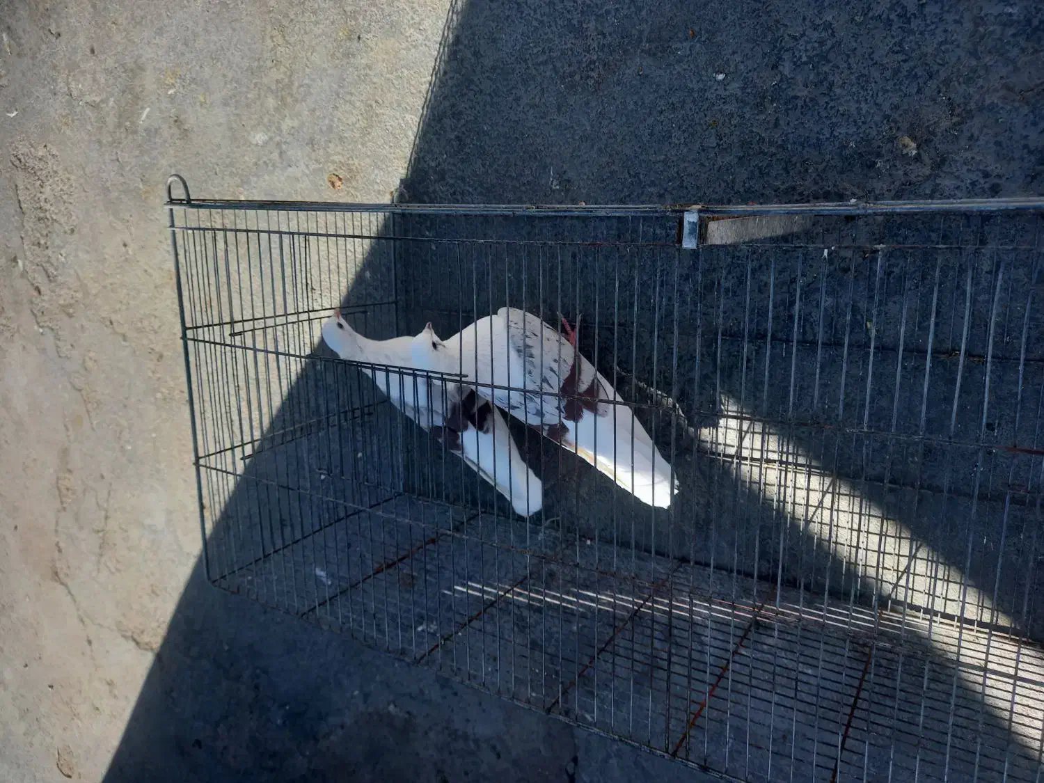 پلنگ نواتی|پرنده|شیروان (لرستان), |دیوار