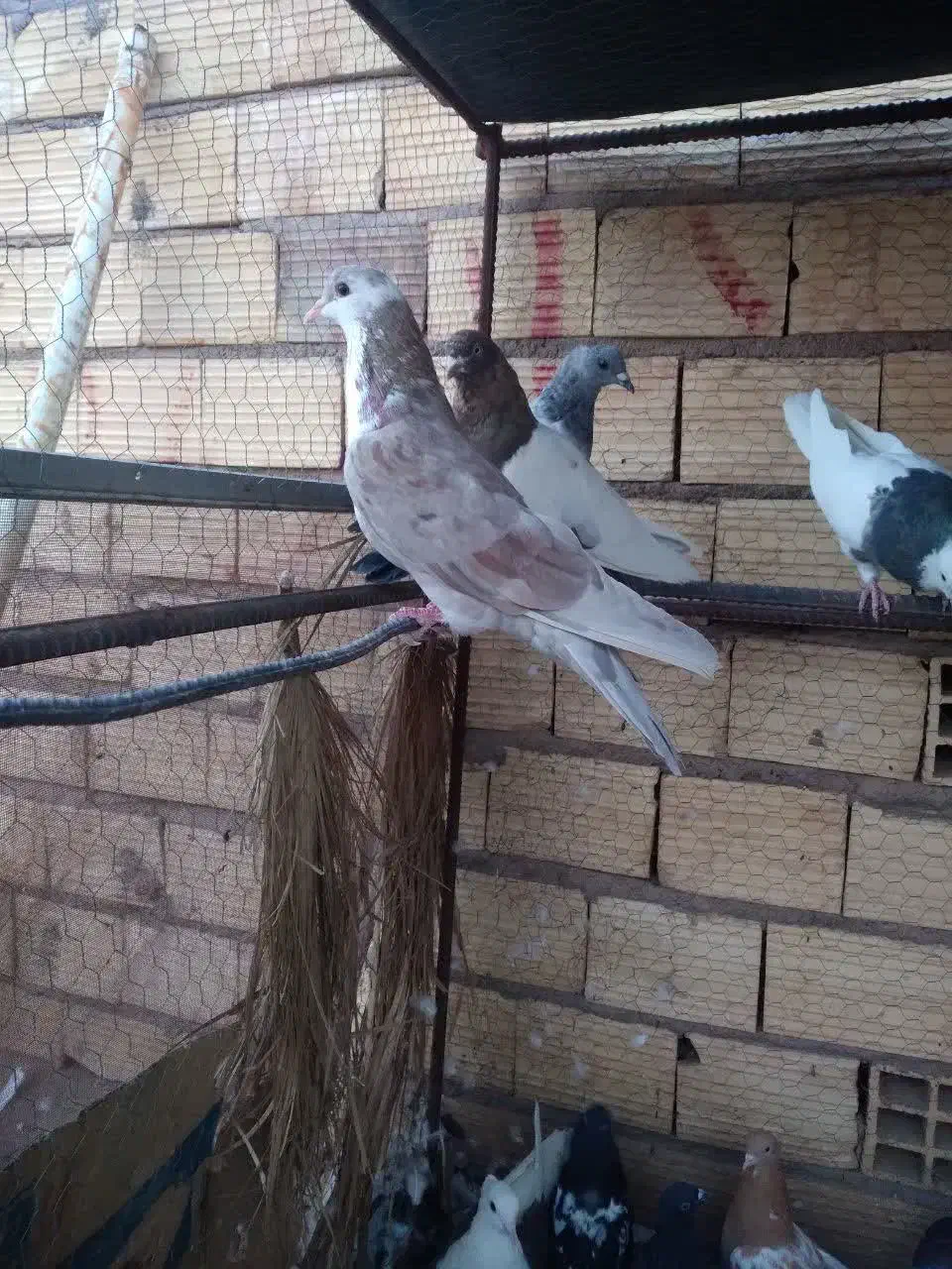 لایه سیندق ماده|پرنده|رفسنجان, |دیوار