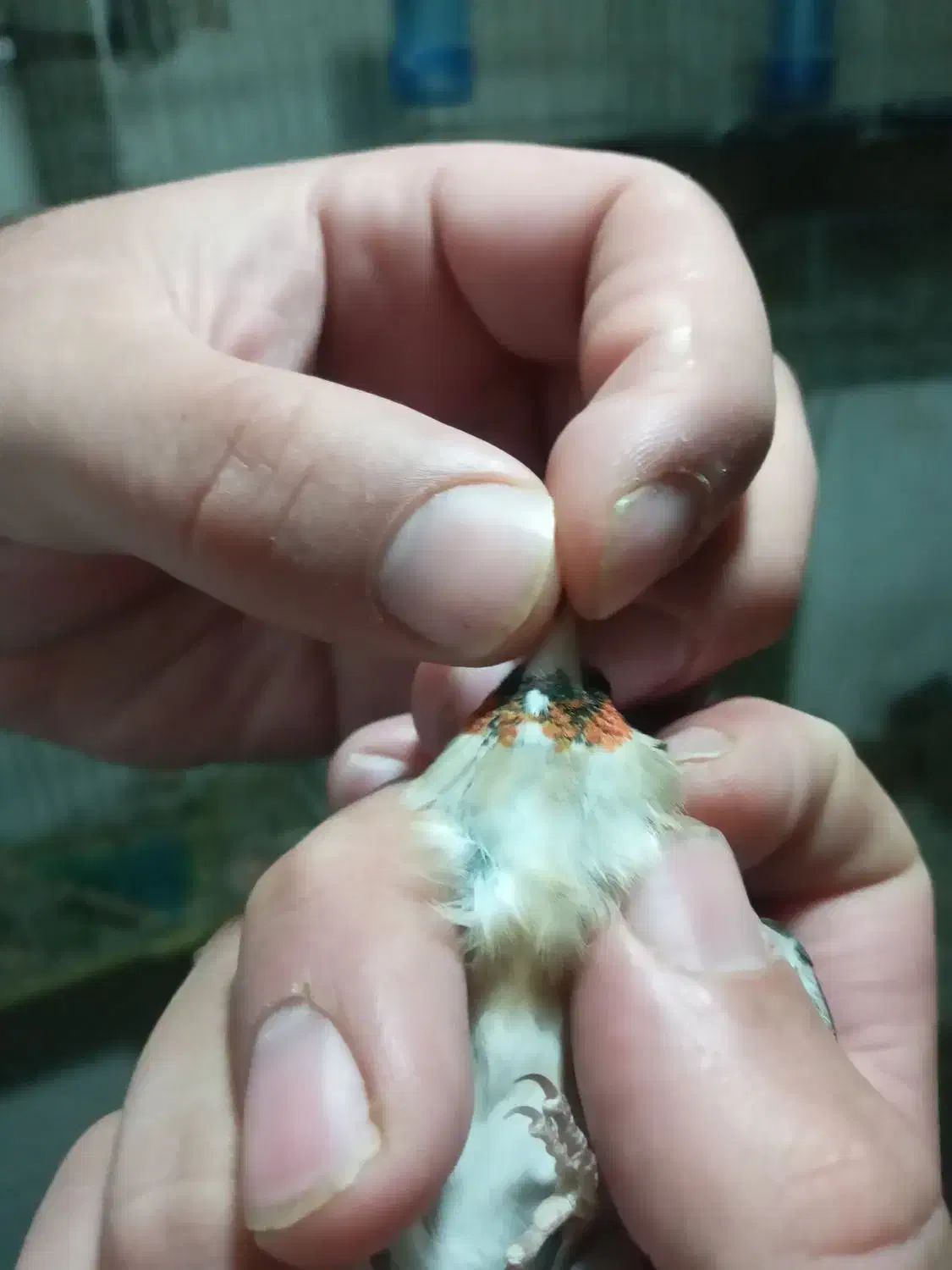 سهره ماده داغ سر چونه خطی|پرنده|اردبیل, |دیوار