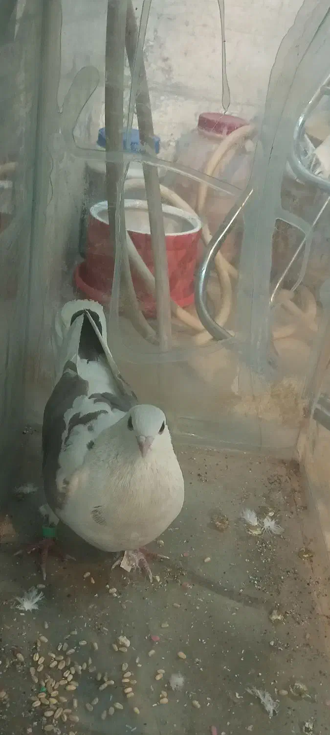 کبوتر کفر|پرنده|مشهد, تربیت (صدف)|دیوار