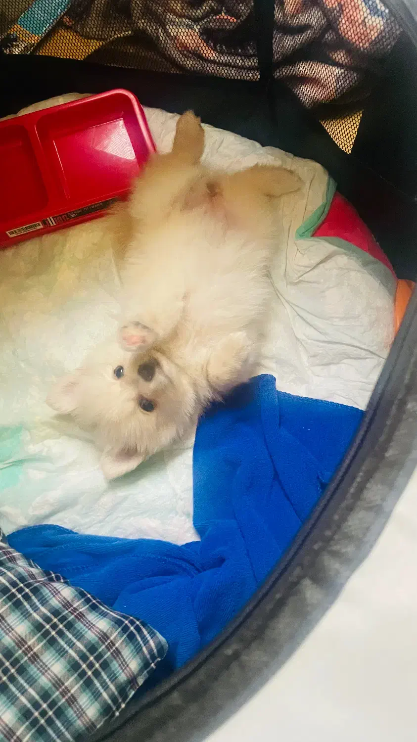 توله سگ پامرین پامر|سگ|هشتگرد, مدرس|دیوار