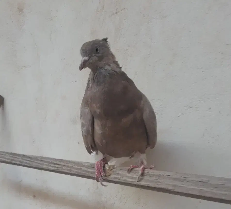 ماده اشعل ۱۴ پر|پرنده|بندر ماهشهر, |دیوار