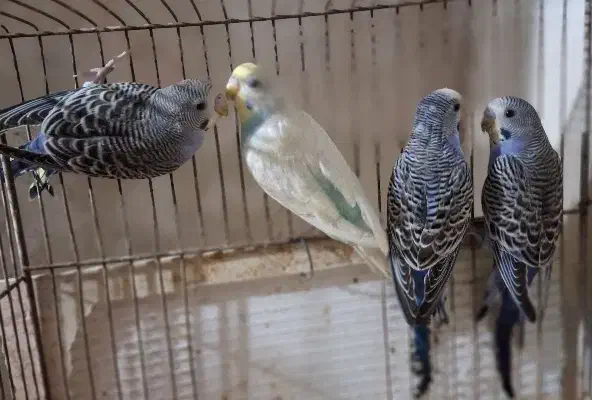 مرغ عشق|پرنده|رشت, پسیخان|دیوار