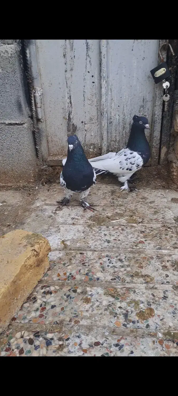 کفتر|پرنده|شیراز, گل سرخ|دیوار