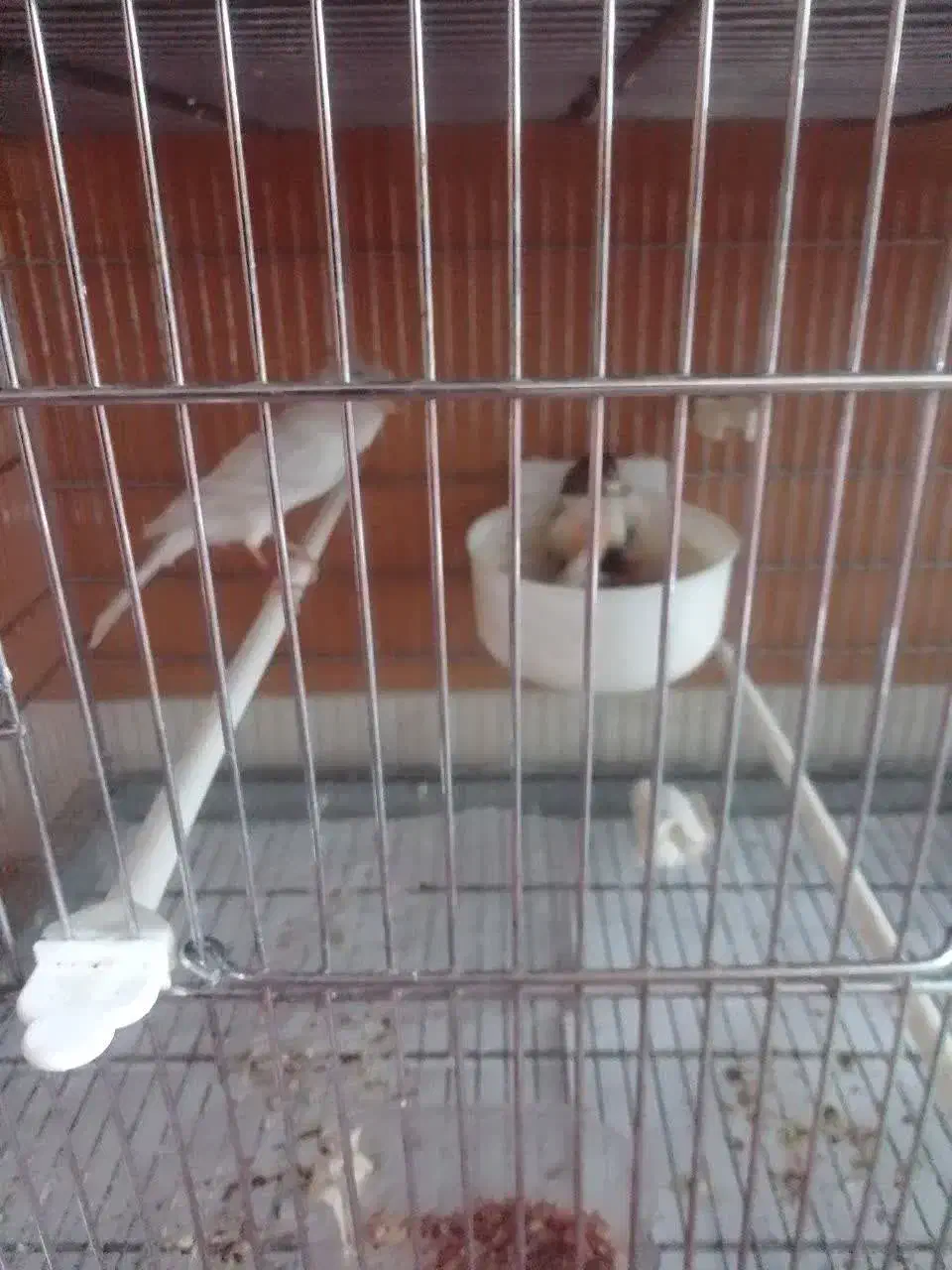 قناری آوازه خوان|پرنده|چناران, |دیوار