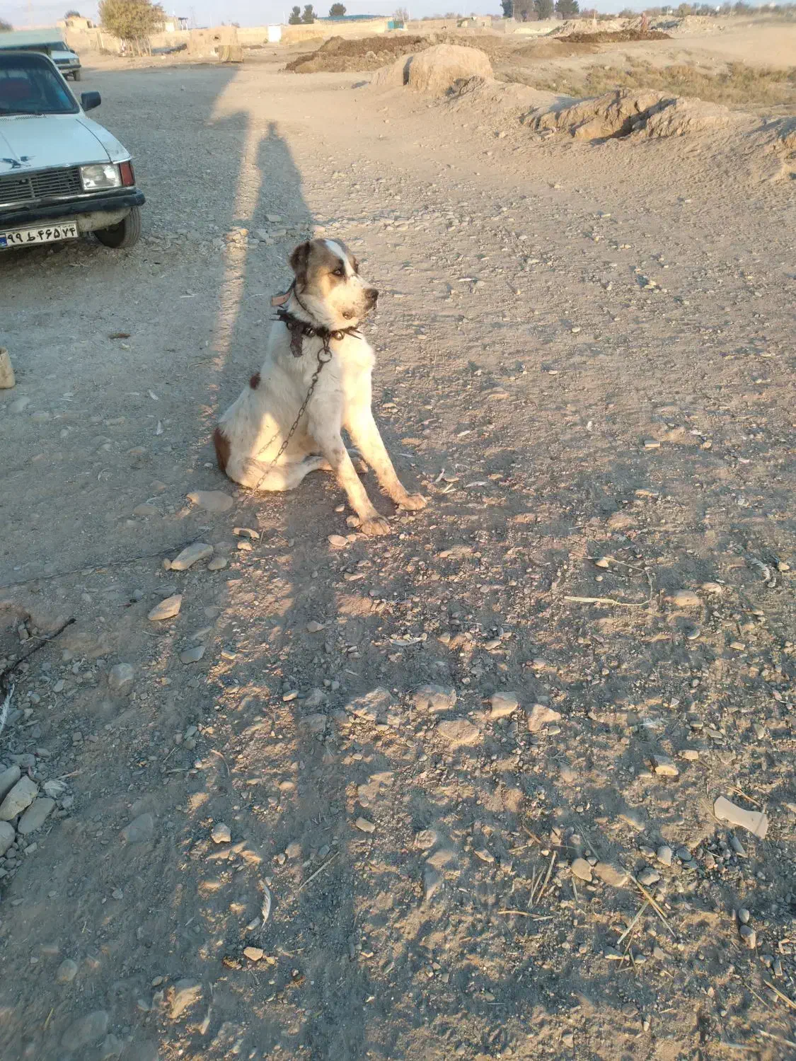 سگ نگهبان|سگ|تربت جام, جلگه موسی آباد|دیوار