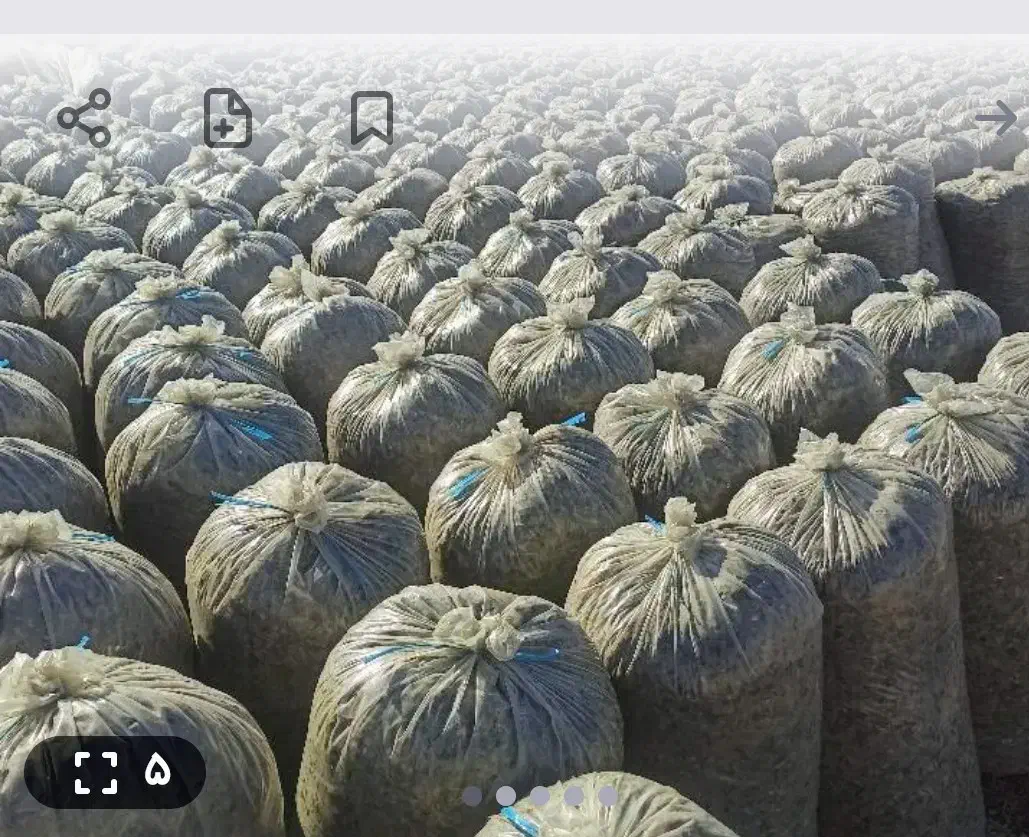 ذرت علوفه‌ای بسته بندی|حیوانات مزرعه|هشتگرد, فاز ۱ مهستان|دیوار