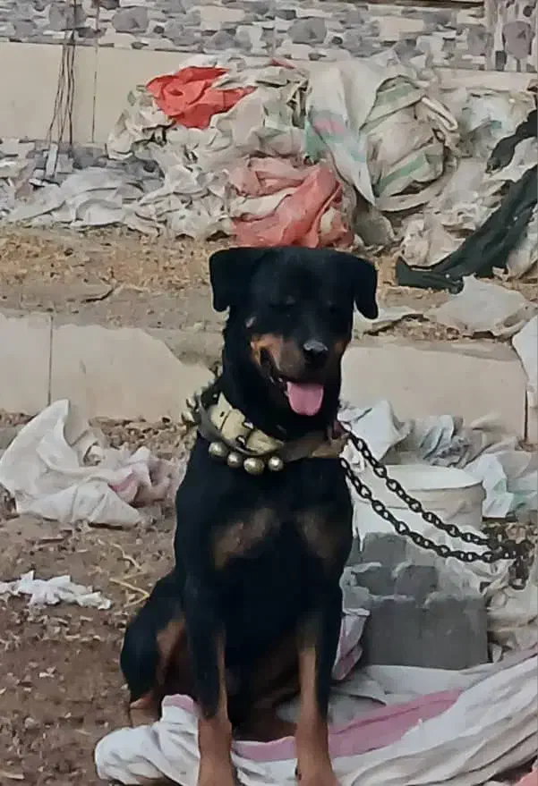 سگ روتیلر یسر آمریکا درجه ۱|سگ|فلاورجان, |دیوار