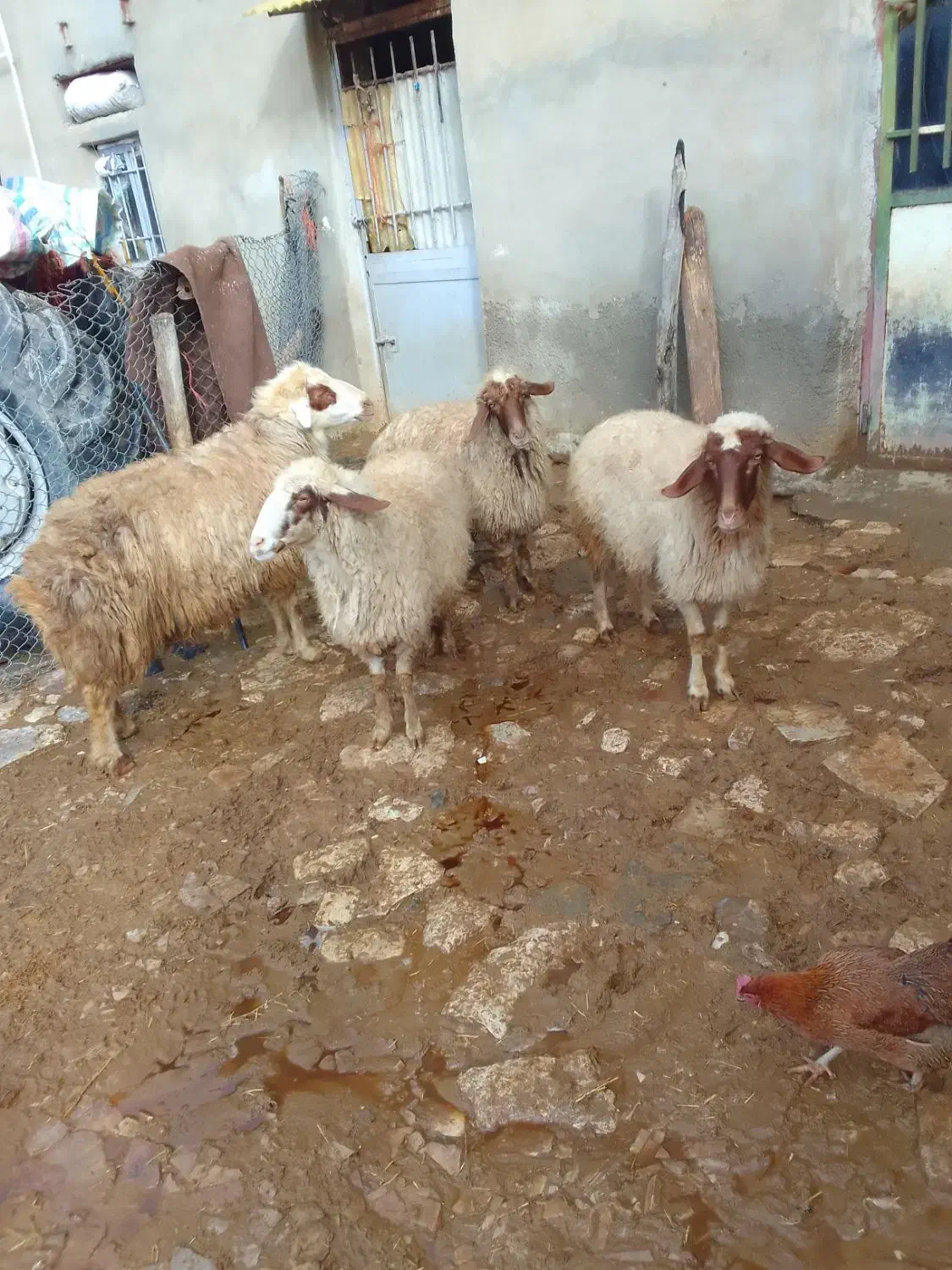 میش.|حیوانات مزرعه|کرمانشاه, |دیوار