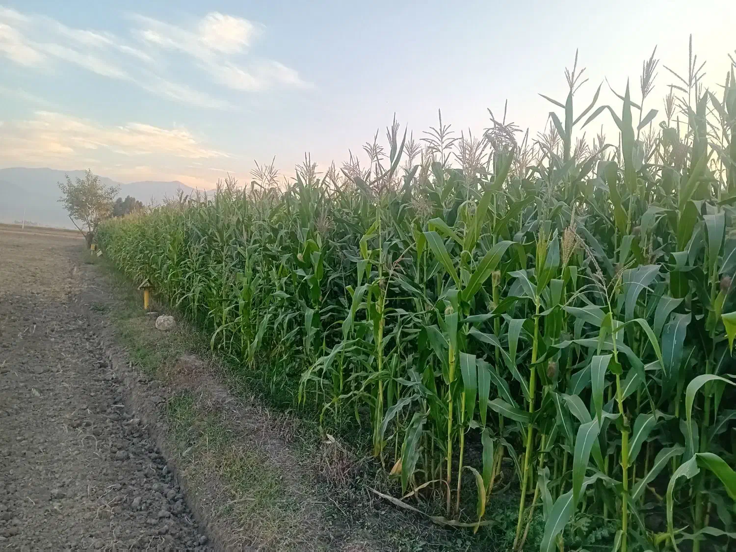 ذرت علوفه ای|عمدهفروشی|سرخنکلاته, |دیوار