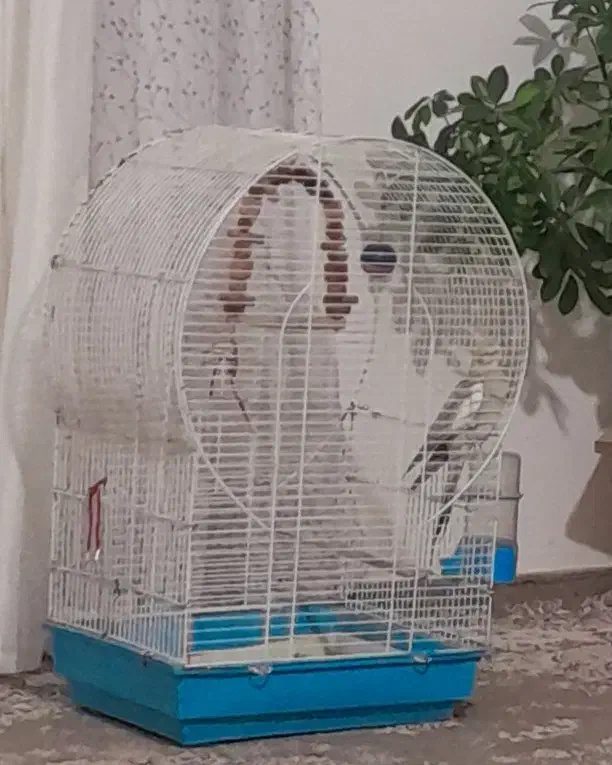 عروس هلندی|پرنده|هشتگرد, قاسم آباد بزرگ|دیوار