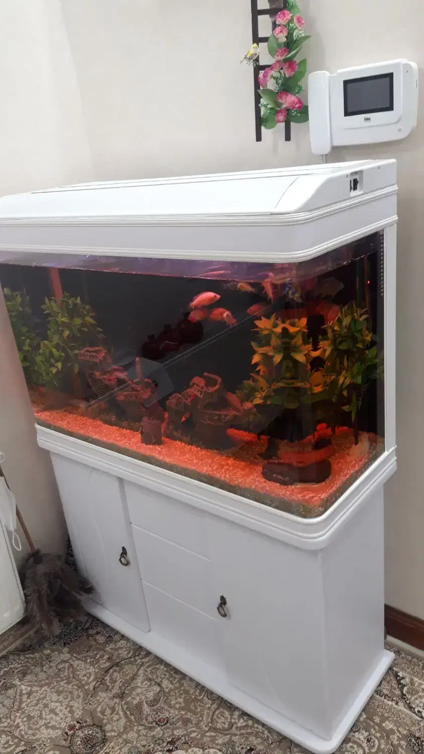 آکواریوم دلسا|ماهی|یزد, |دیوار