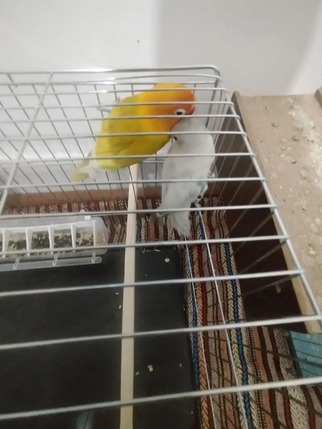 یک جفت طوطی برزیلی مولد|پرنده|الیگودرز, |دیوار