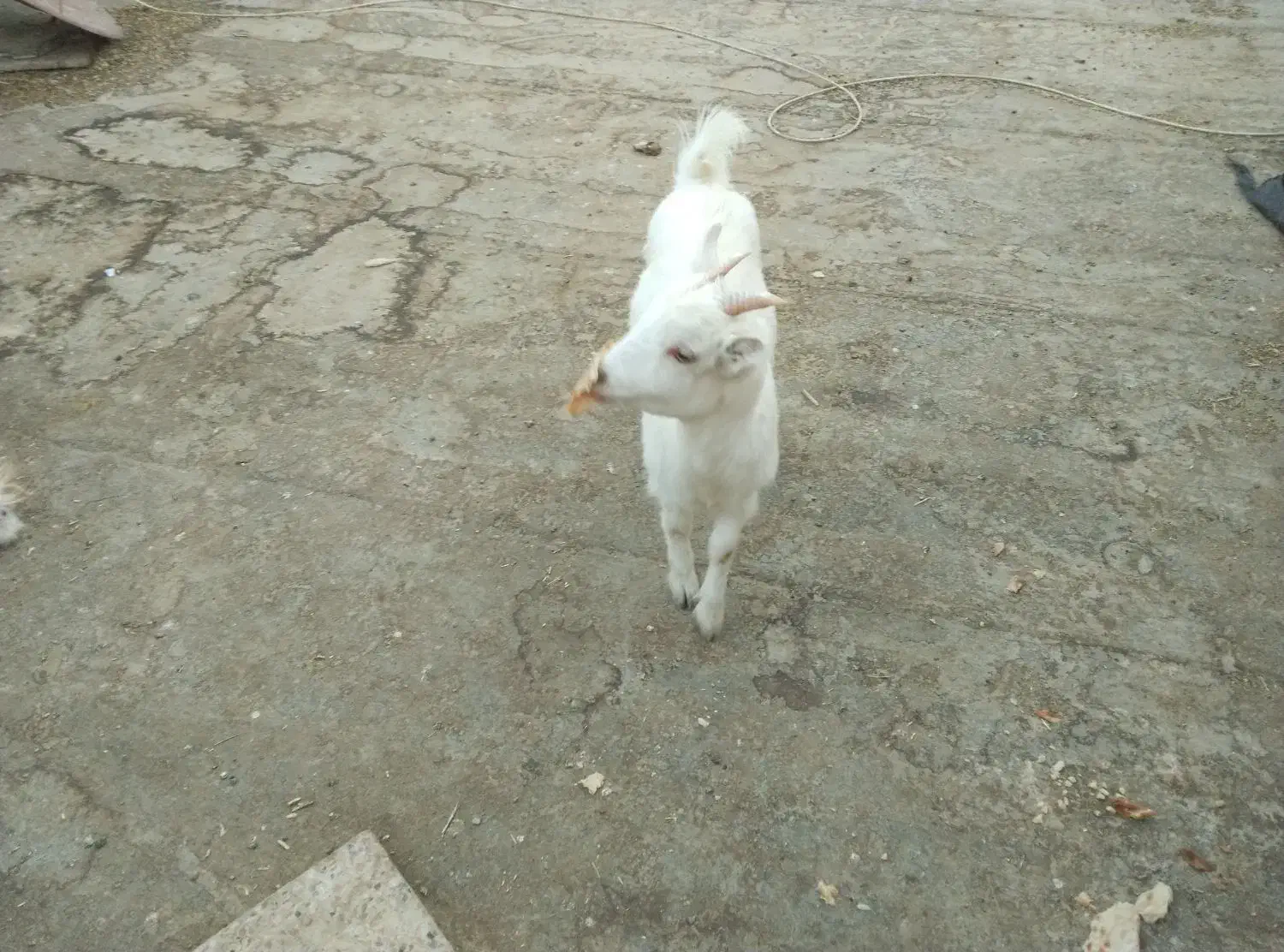 بز سانن ومعمولی|حیوانات مزرعه|فریمان, |دیوار