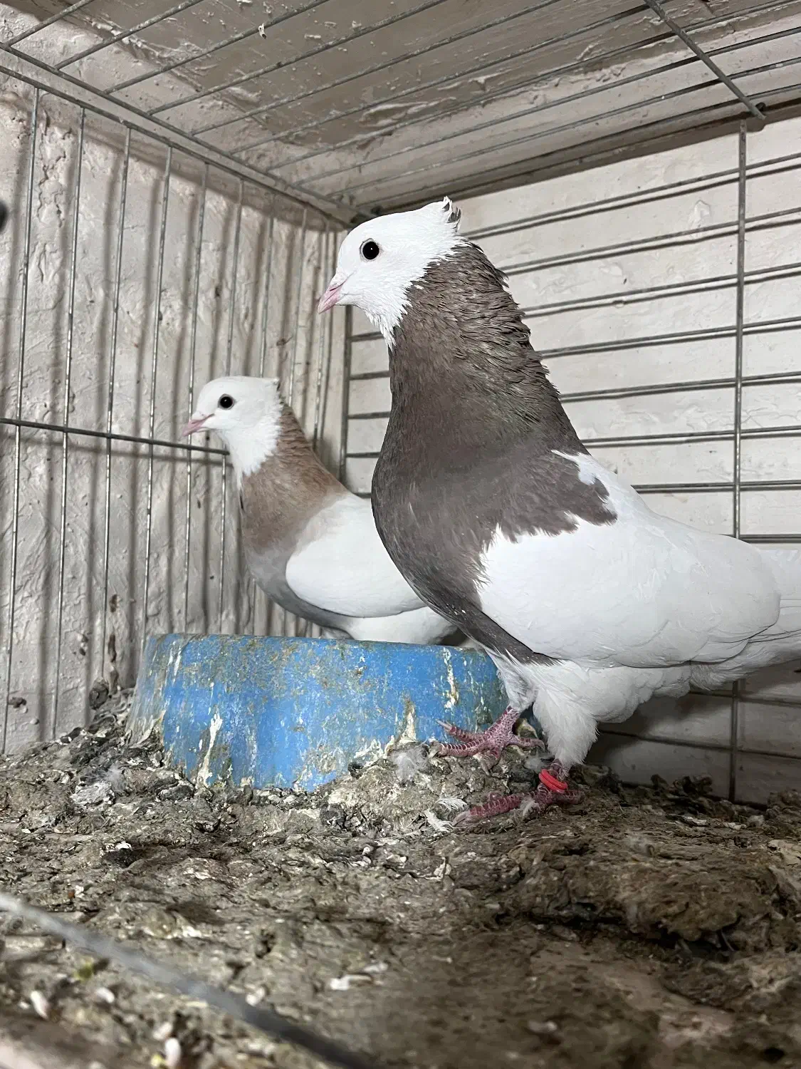 طوقی|پرنده|بافق, |دیوار