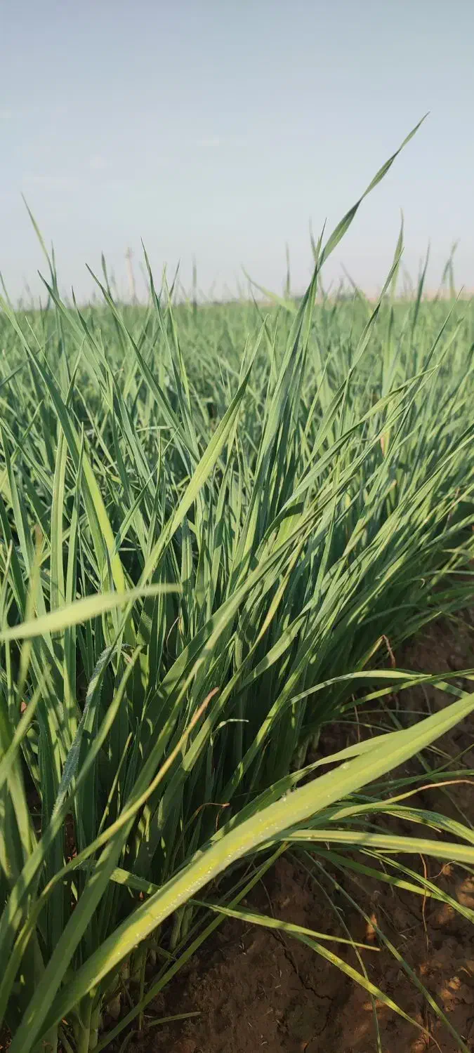 سبزی خورشتی درجه یک|خوردنی و آشامیدنی|اندیمشک, |دیوار