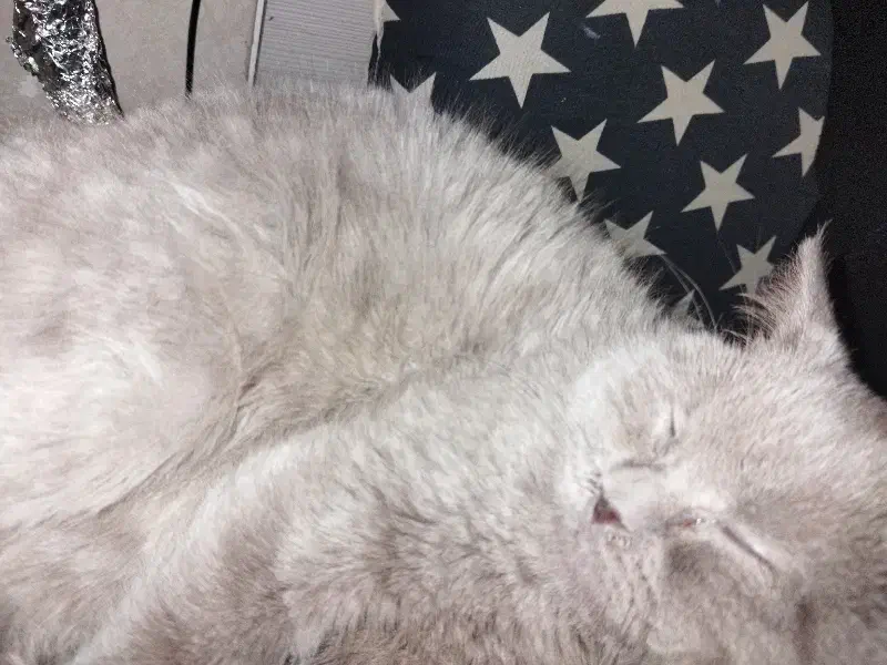 گربه|گربه|تهران, پونک|دیوار