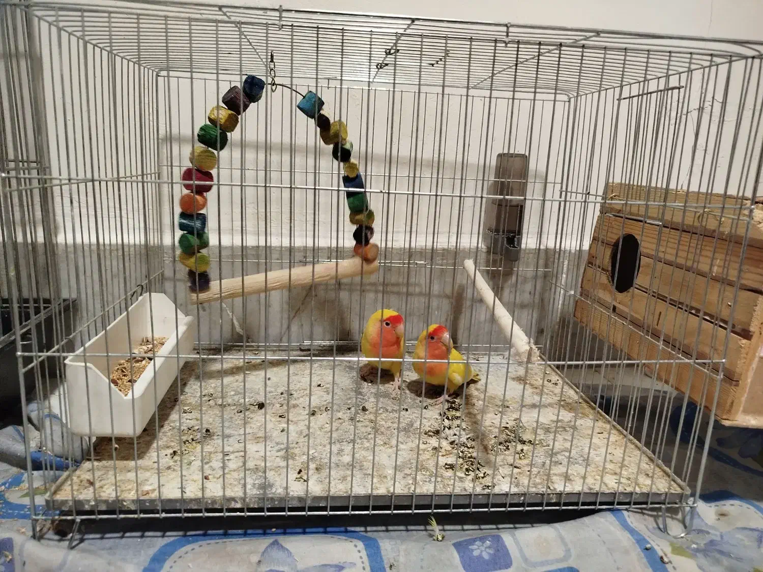 طوطی برزیلی مولد|پرنده|فردیس, سرحد آباد|دیوار