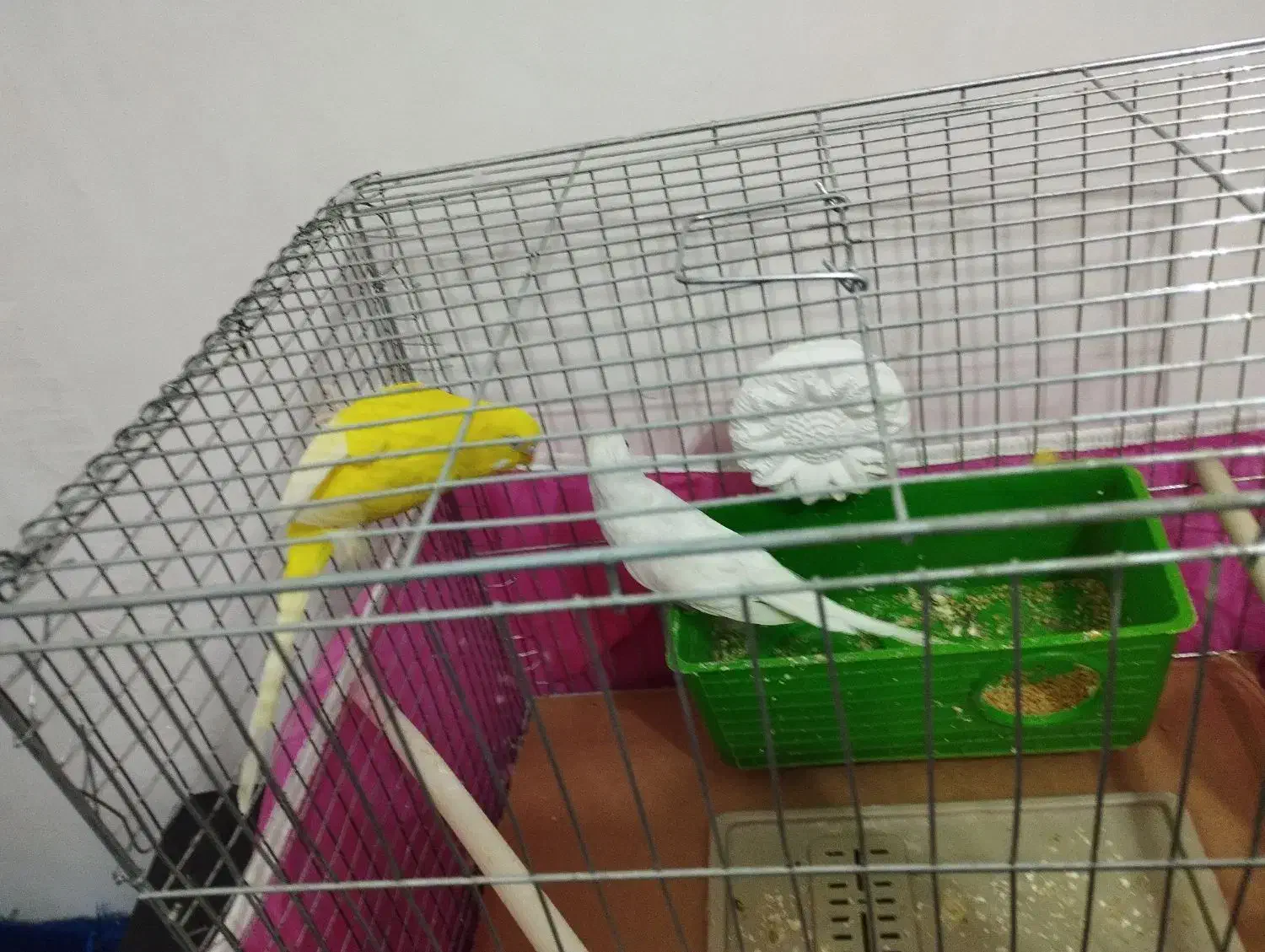 مرغ عشق|پرنده|شوشتر, |دیوار