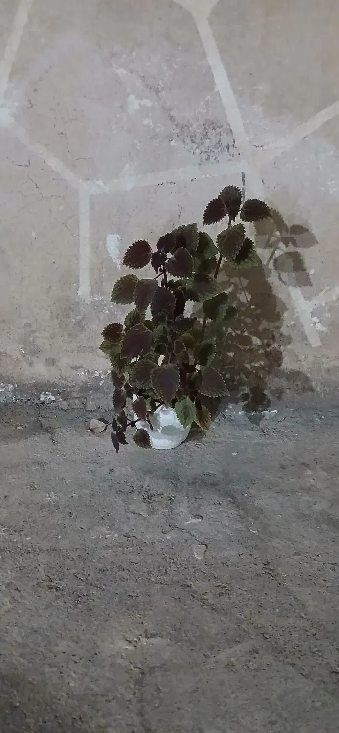 گله بزرگ|گل و گیاه طبیعی|مسجد سلیمان, |دیوار