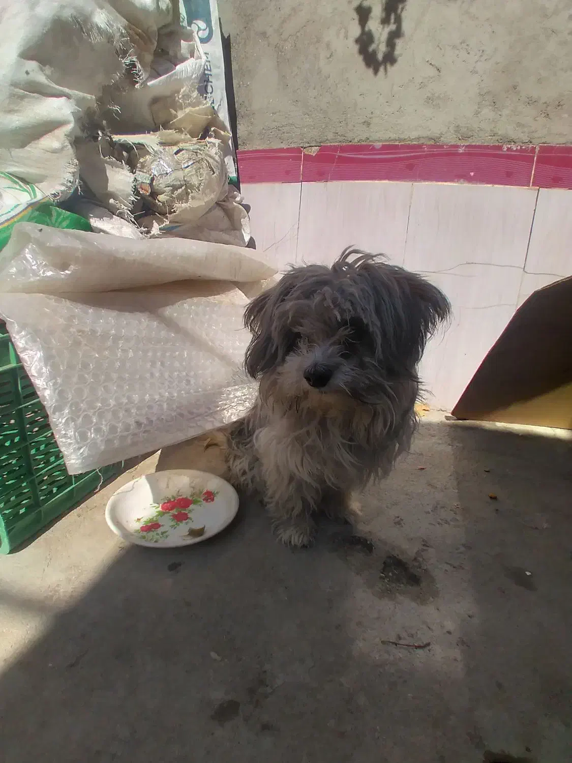 سک شیتزو شناسانه دار|سگ|میاندوآب, |دیوار