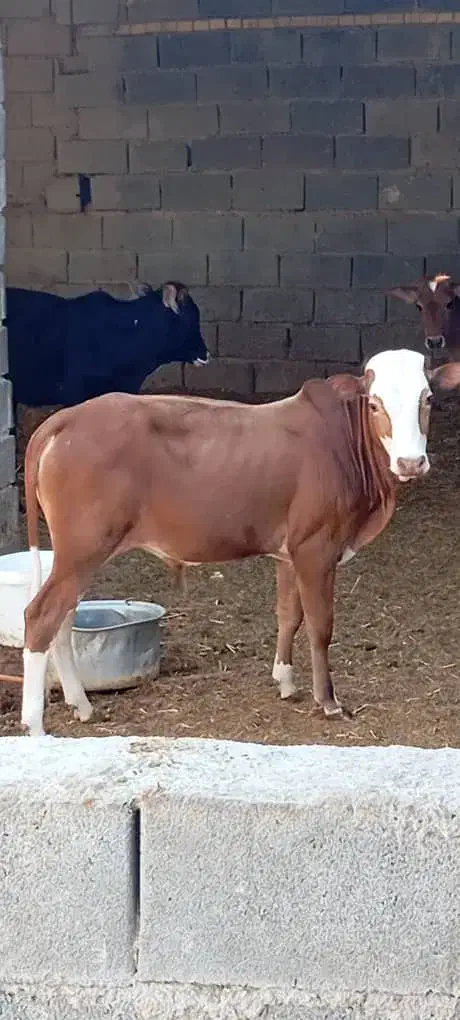 گوساله نر در رامهرمز|حیوانات مزرعه|اهواز, ۳۰ متری|دیوار