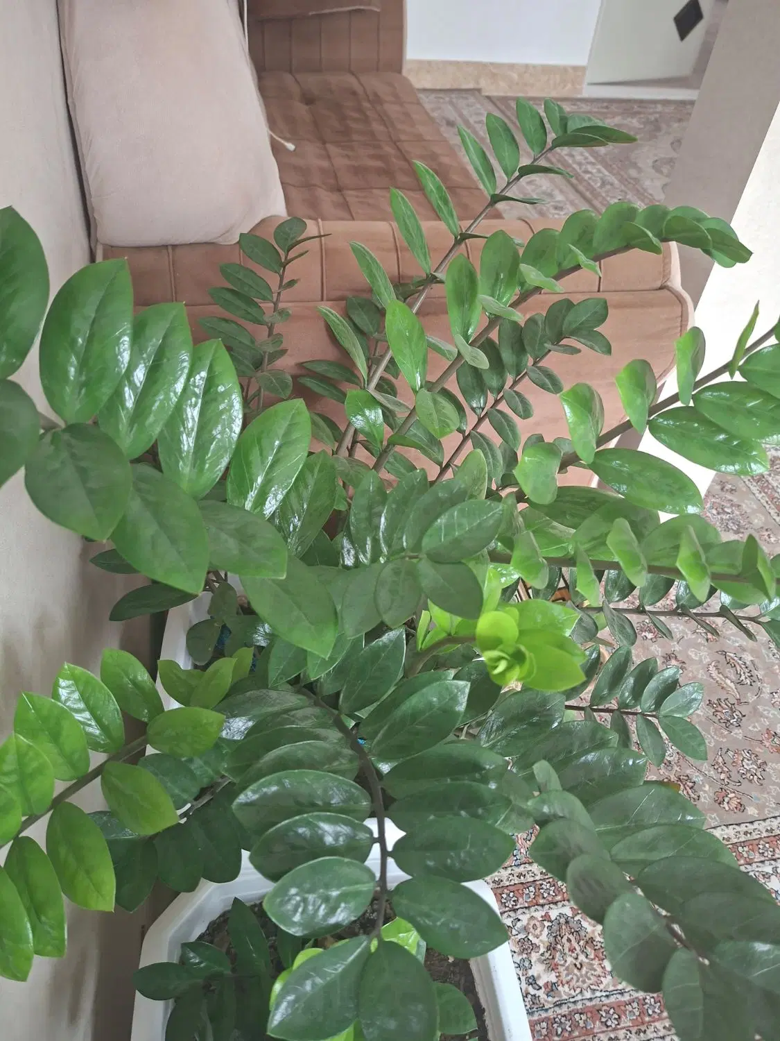 گل و گیاه|گل و گیاه طبیعی|مریوان, |دیوار