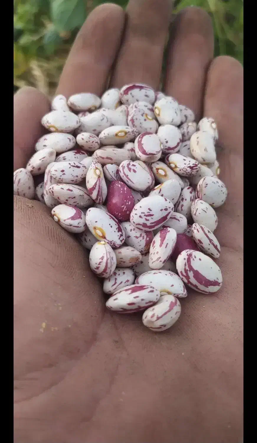 لوبیا چیتی|خوردنی و آشامیدنی|کرج, آق تپه|دیوار