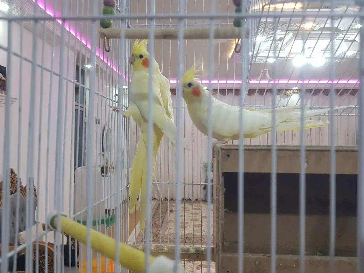 عروس|پرنده|لردگان, |دیوار