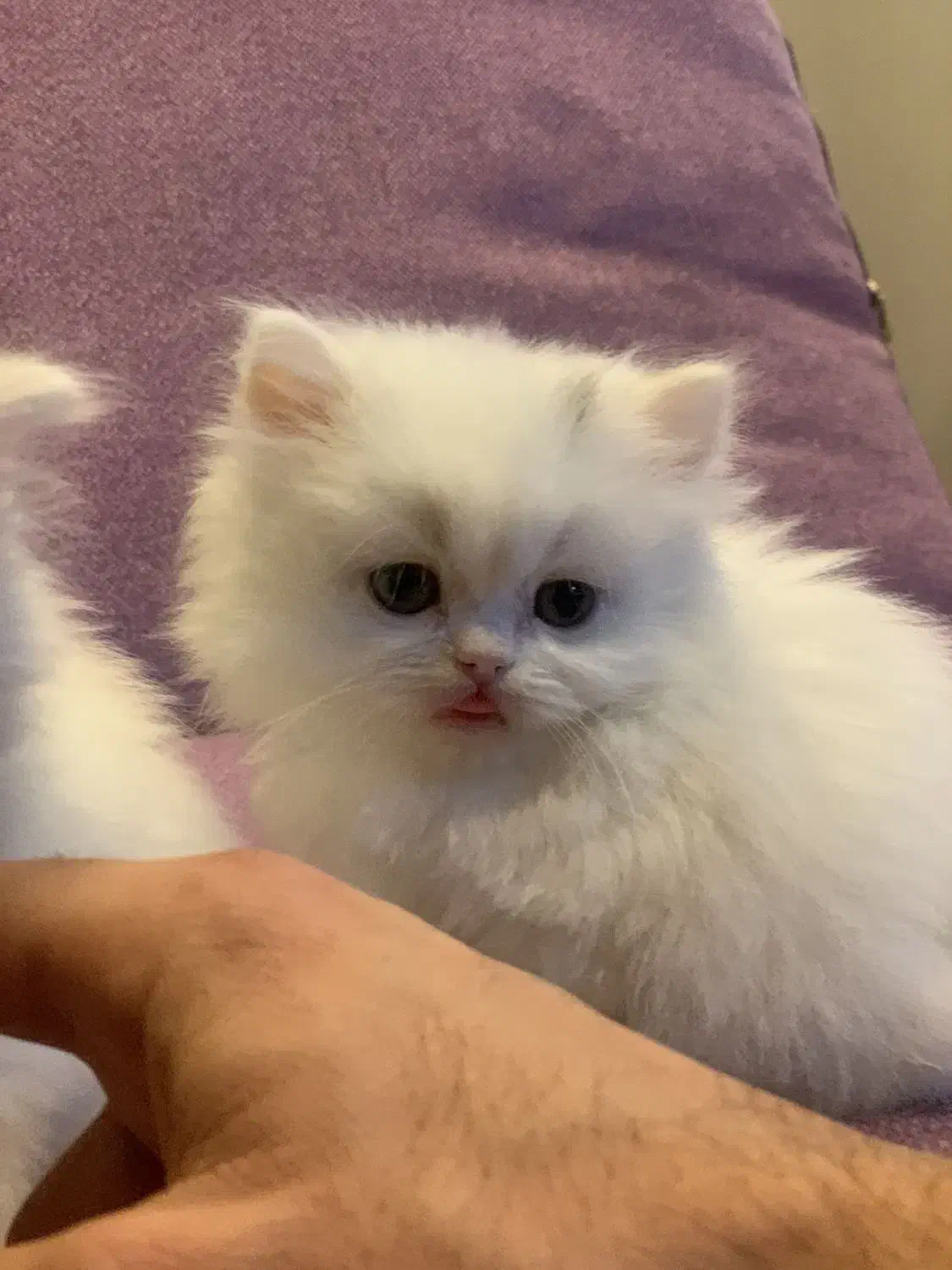 بچه گربه های اصیل و اشرافی|گربه|اصفهان, بابوکان جنوبی|دیوار