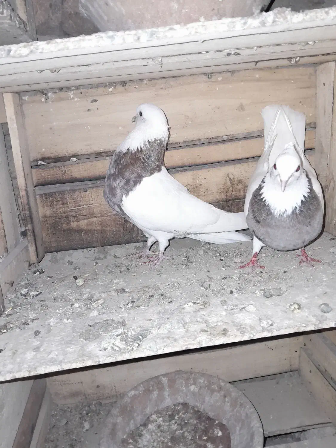 کبوتر طوقی سرور|پرنده|بستان آباد, |دیوار