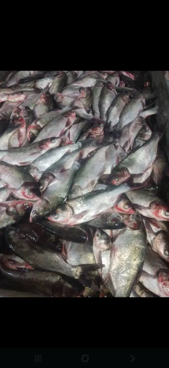 ماهی|ماهی|یاسوج, |دیوار