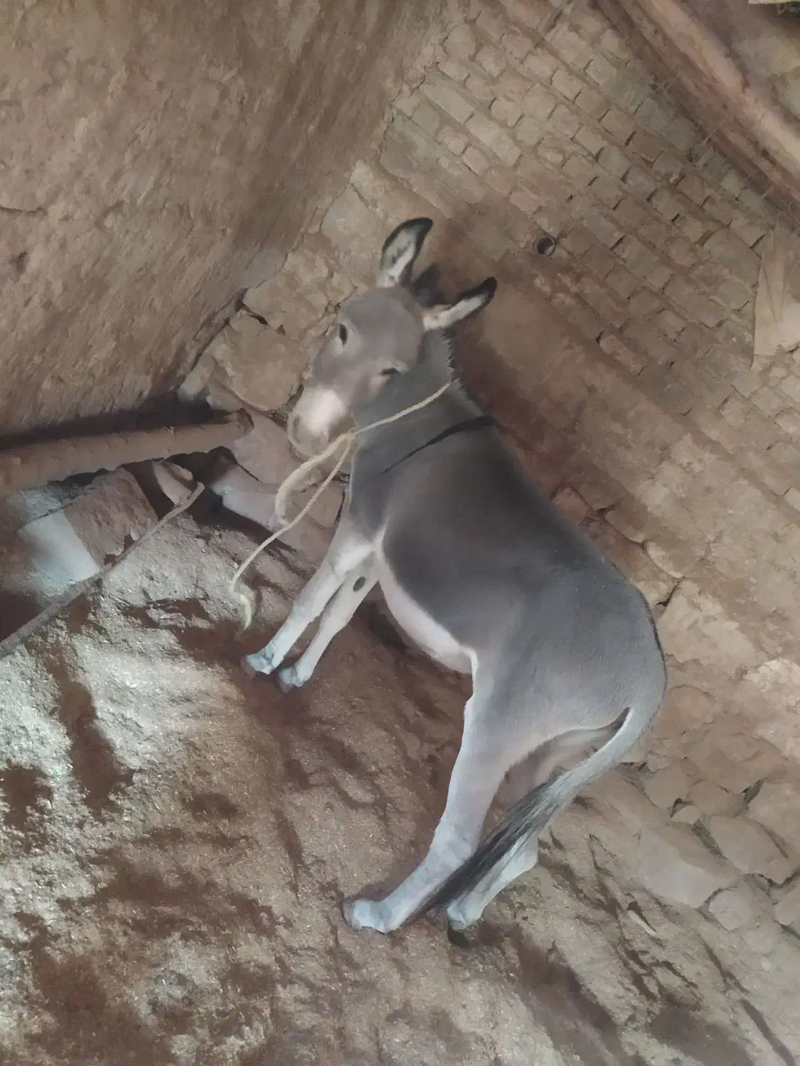 الاغ|حیوانات مزرعه|بجنورد, |دیوار