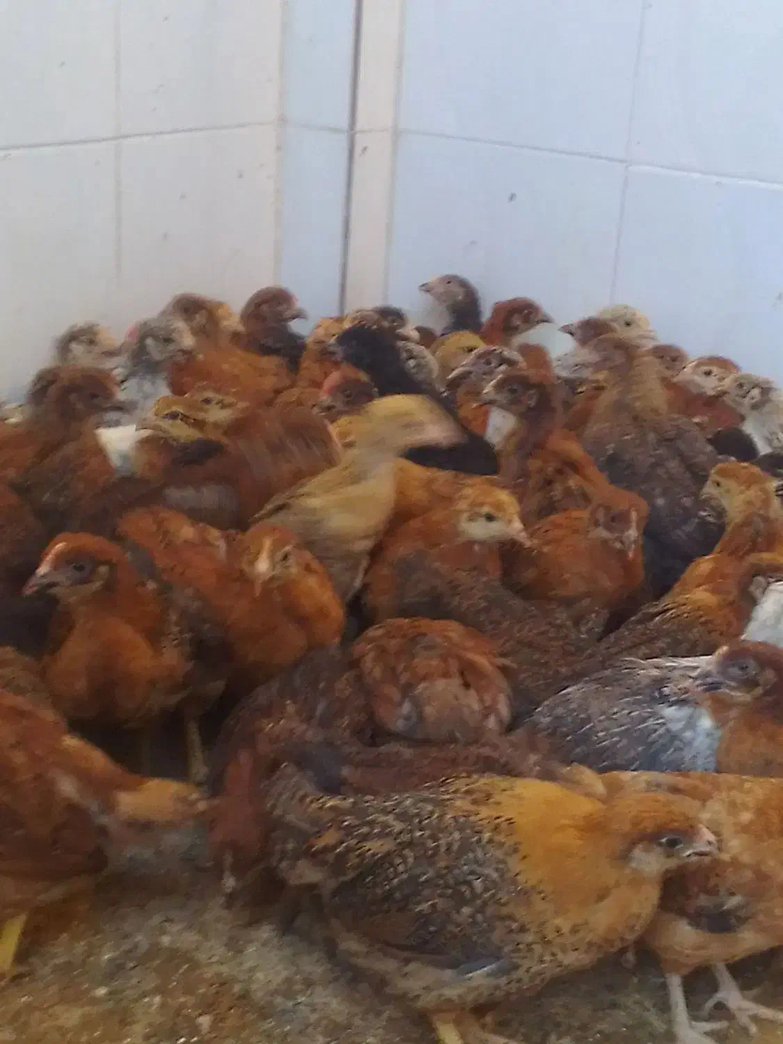 فروش جوجه دو ماهه|حیوانات مزرعه|قرچک, مهدیه|دیوار