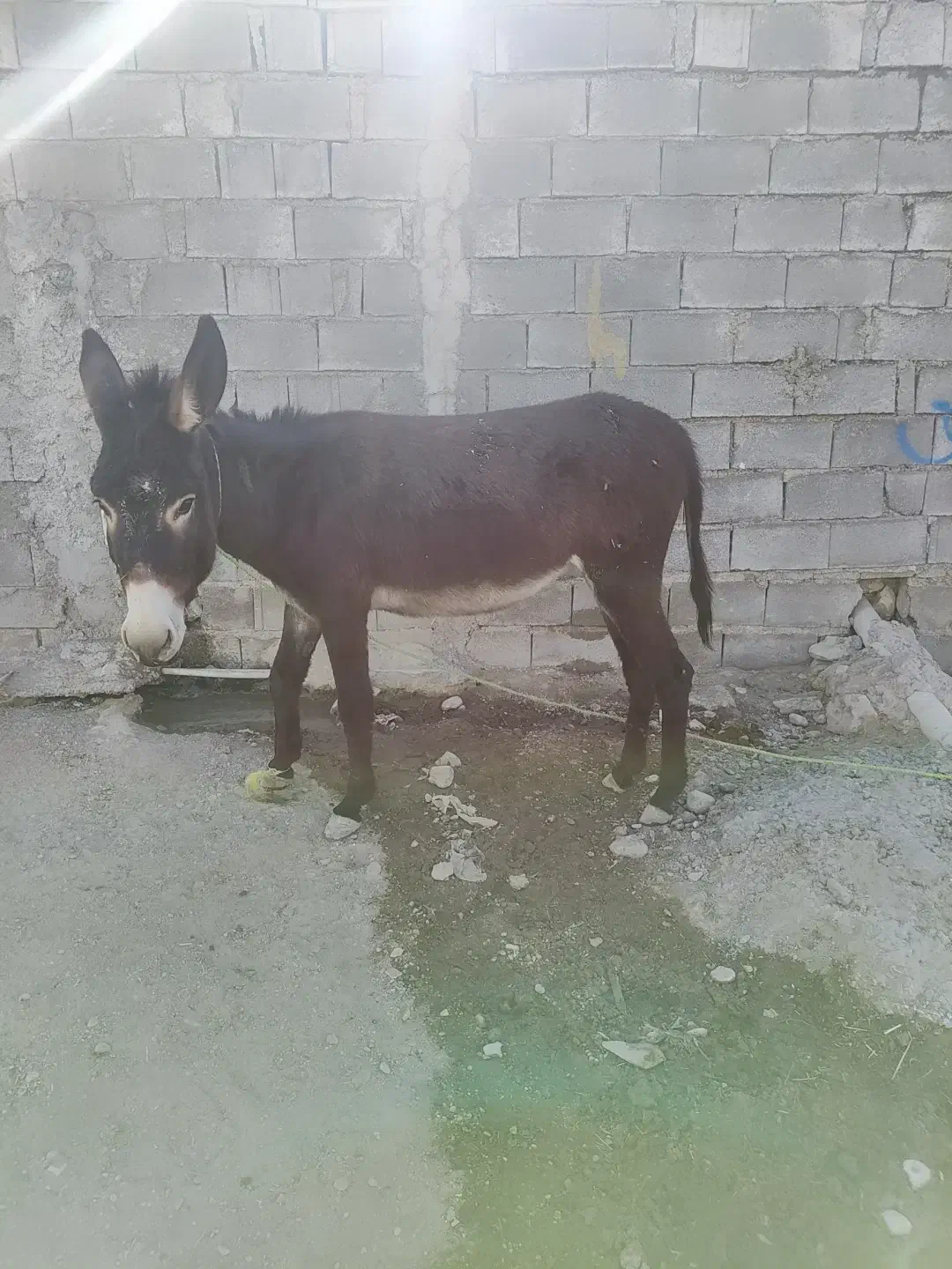 الاغ|حیوانات مزرعه|چرام, |دیوار