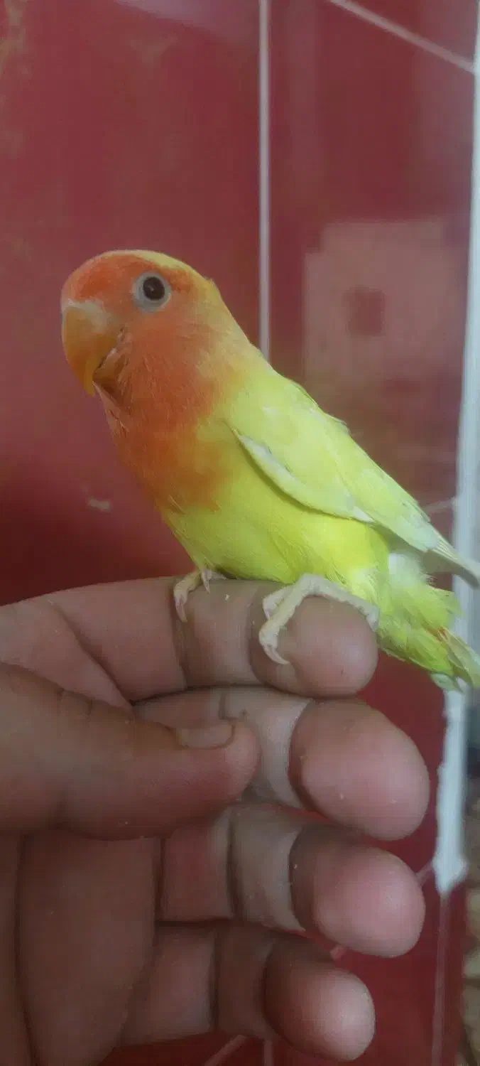 فروش برزیلی دسی|پرنده|داراب, |دیوار