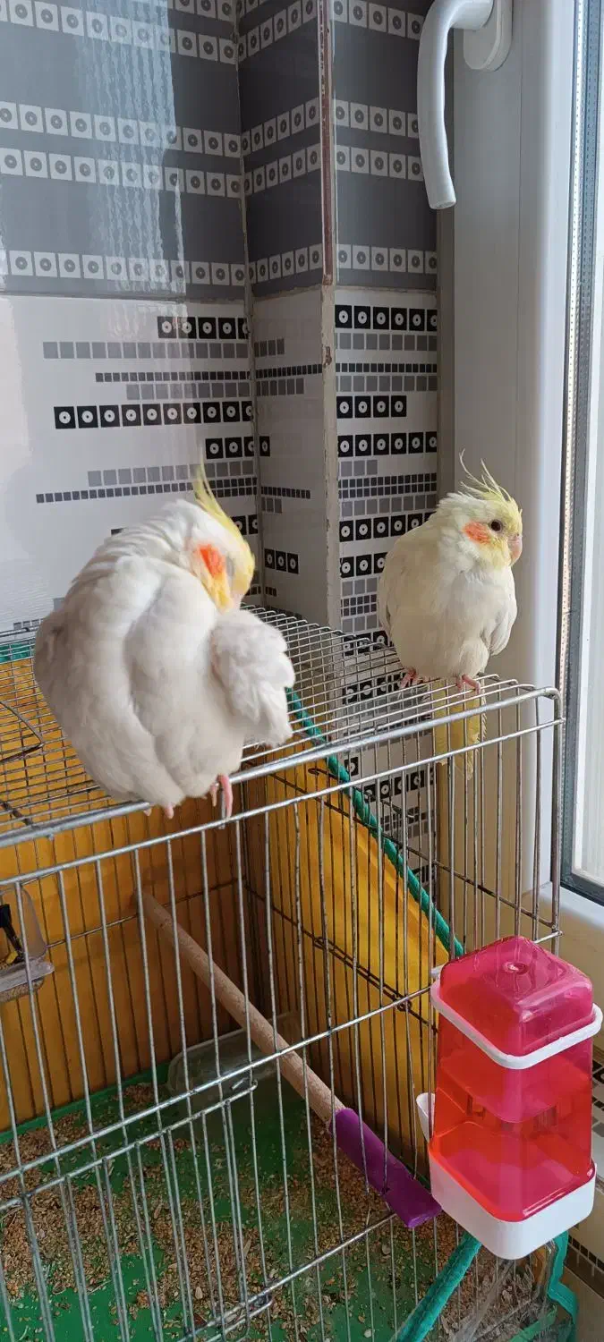 عروس هلندی|پرنده|معصومیه, |دیوار