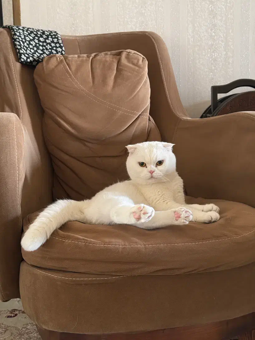 گربه اسکاتیش فولد نر|گربه|سمنان, |دیوار