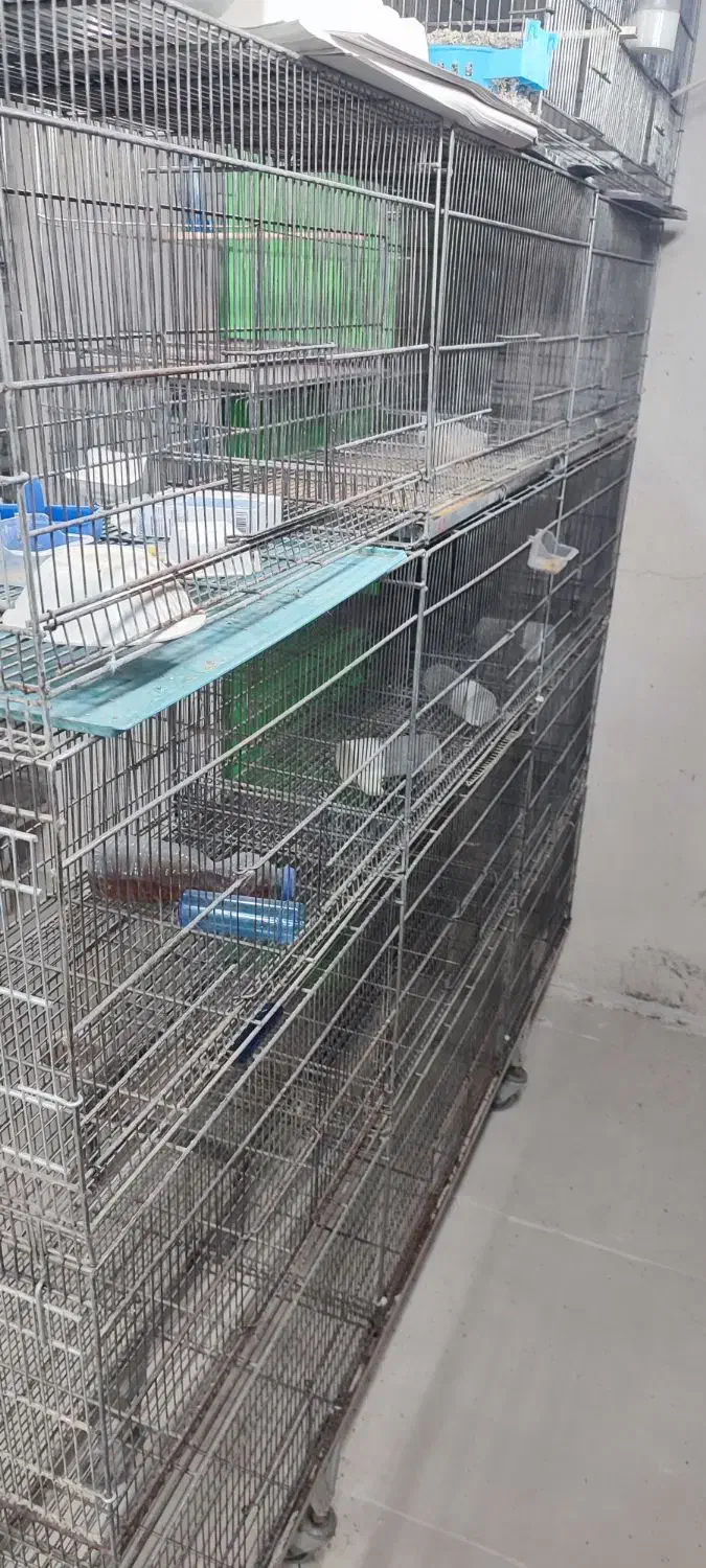 قفس پران|لوازم جانبی حیوانات|سرپل ذهاب, |دیوار