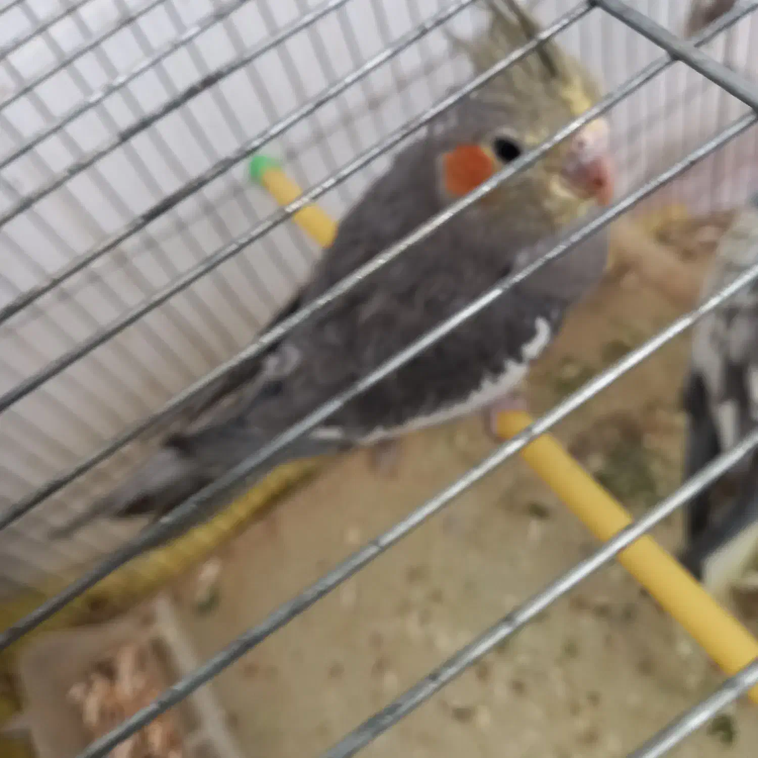 ۶ عدد طوطی عروس هلندی|پرنده|شوشتر, |دیوار