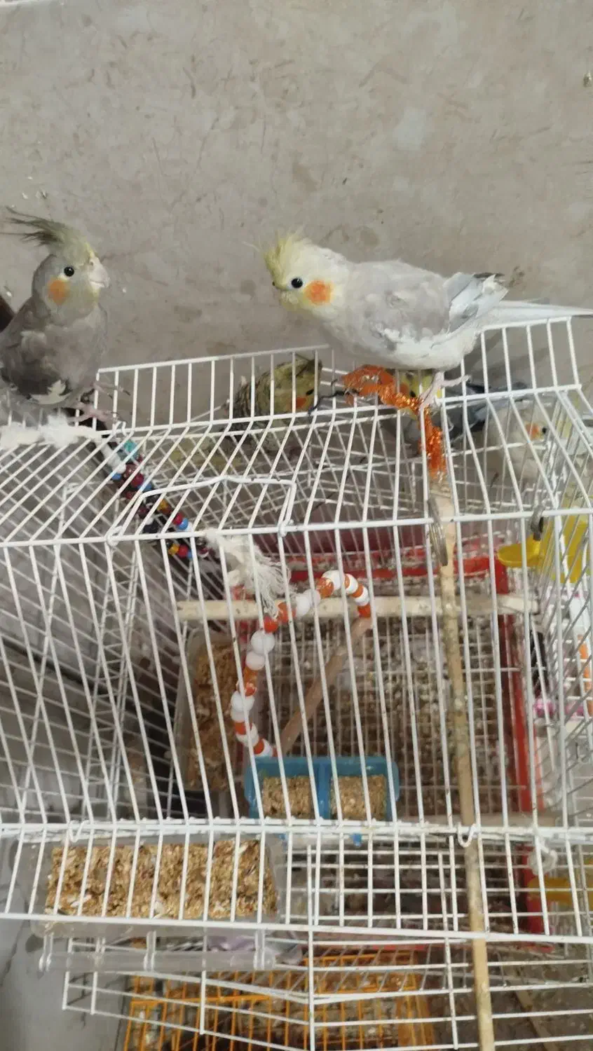 عروس هلندی ۸ ماهه|پرنده|رشت, حمیدیان|دیوار