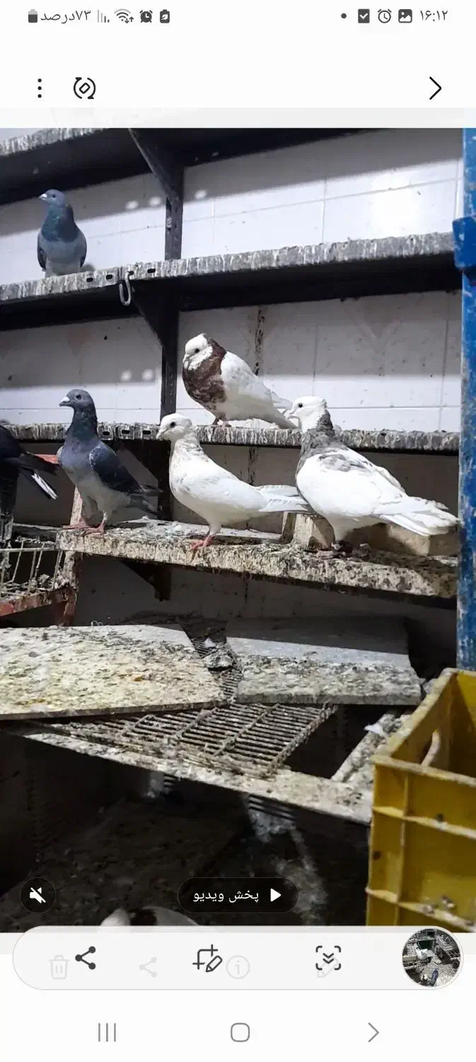 فروش کبوتر|پرنده|چمران, |دیوار