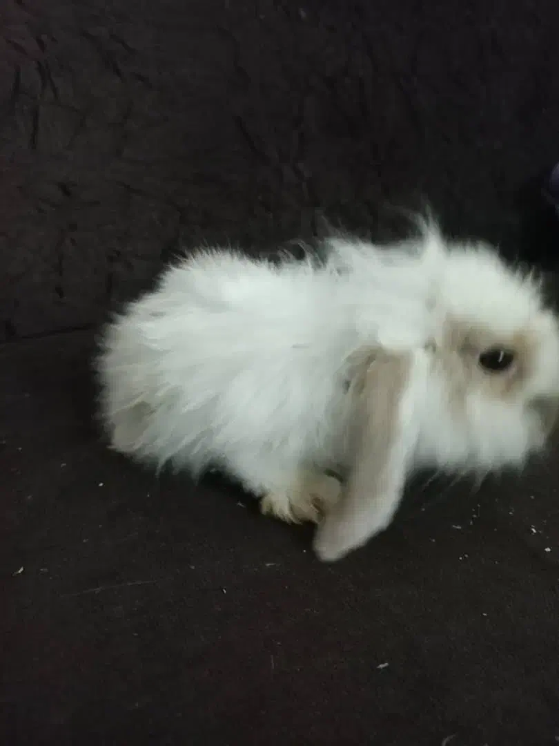 بچه خرگوش لوپ|موش و خرگوش|سیرجان, |دیوار