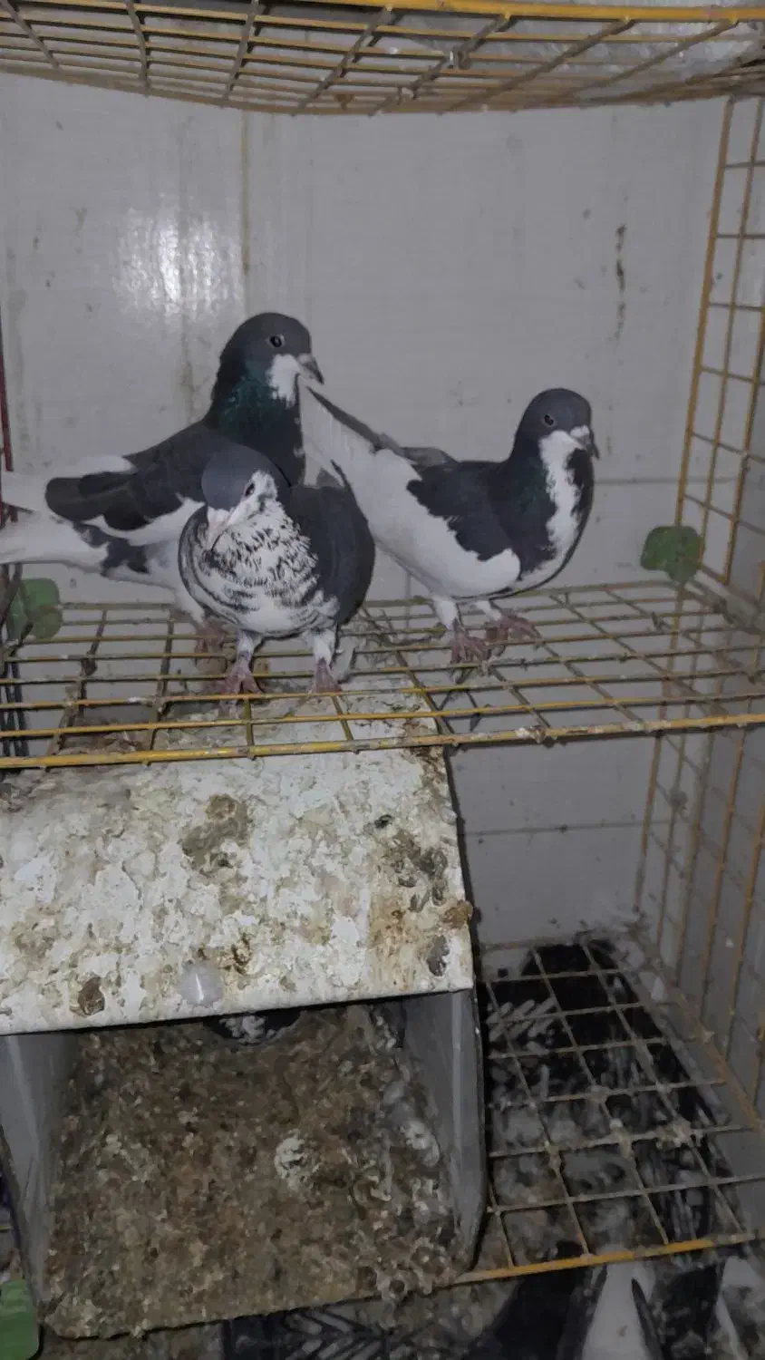 پرنده کفتر|پرنده|شیراز, شاهچراغ|دیوار