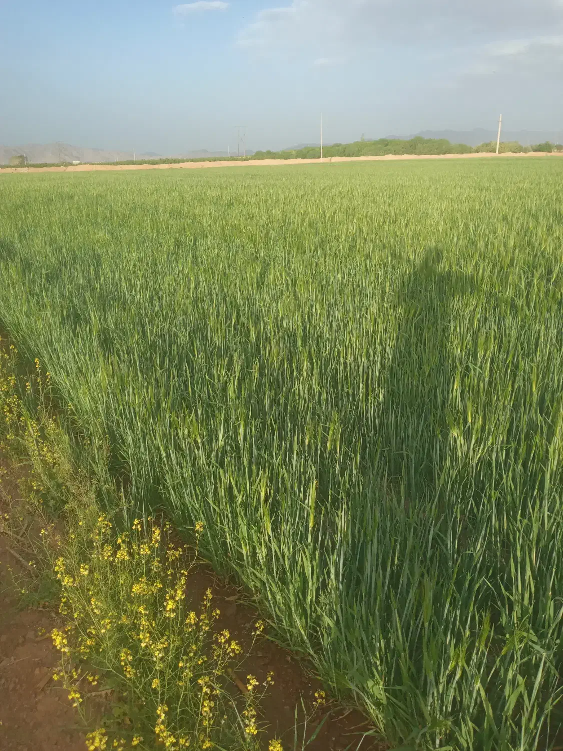 گندم|عمده‌فروشی|اقلید, |دیوار