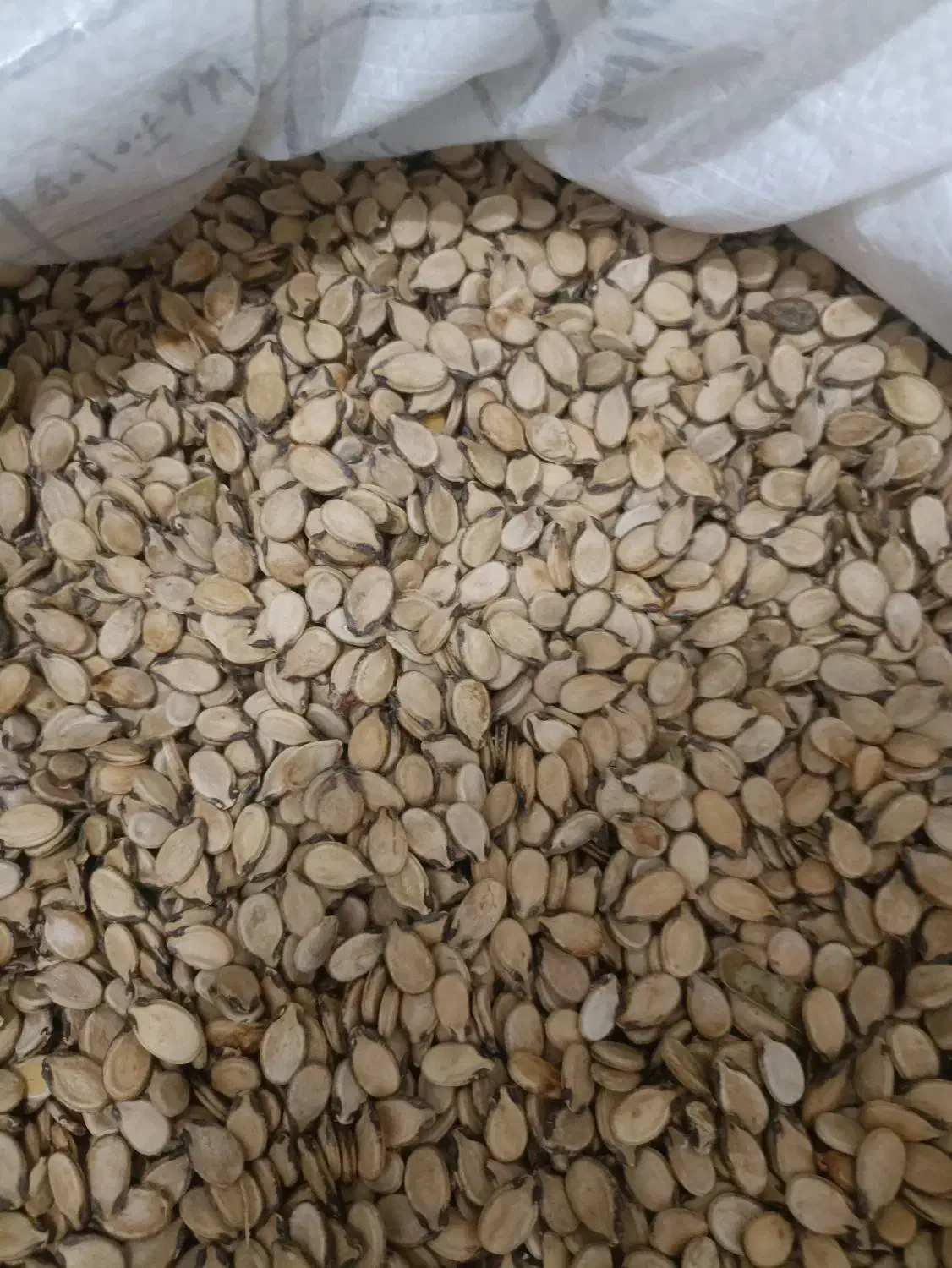 تخمه هندوانه و آفتابگردان وخاکشیر|عمده‌فروشی|سرچهان, |دیوار