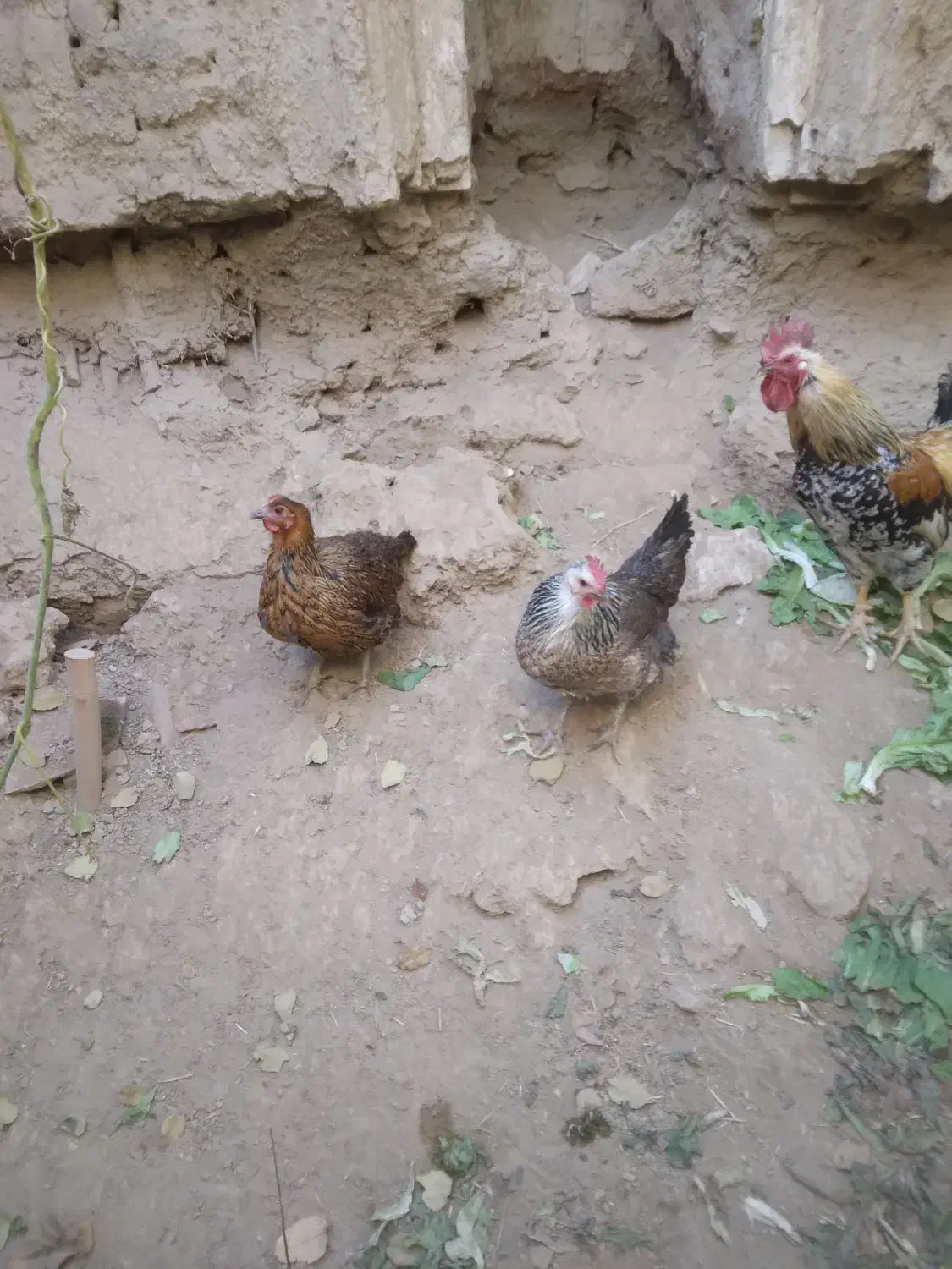 مرغ یک ساله|حیوانات مزرعه|نوبران, |دیوار